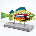 Boney Fish Model